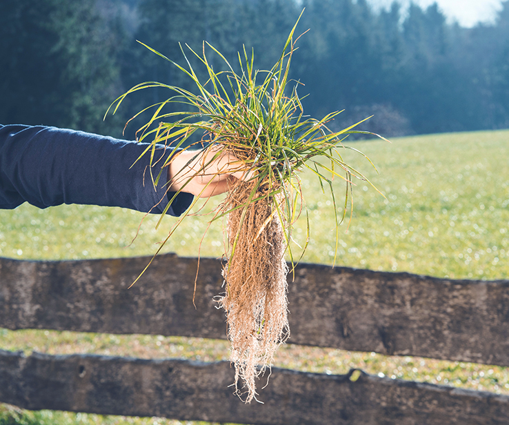 Person holding a crabgrass plant with roots