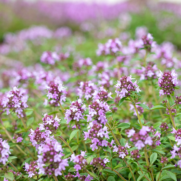 Creeping thyme