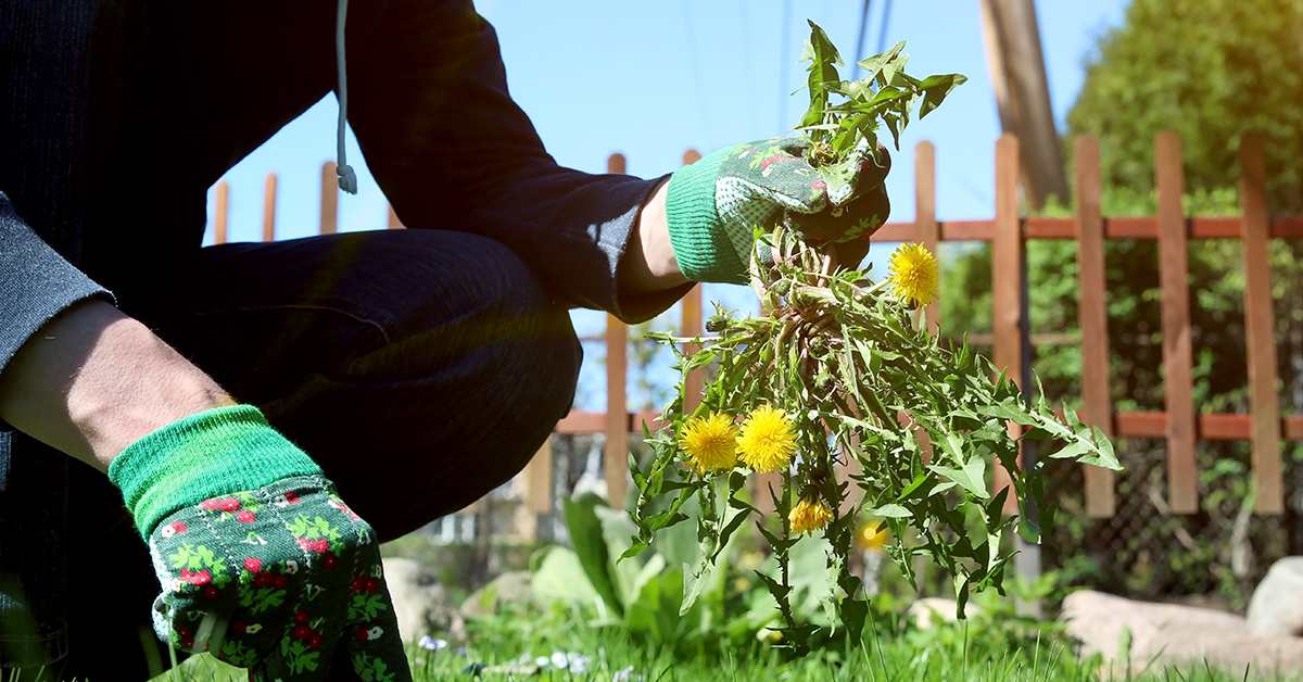 Conseils pour éliminer et contrôler les mauvaises herbes