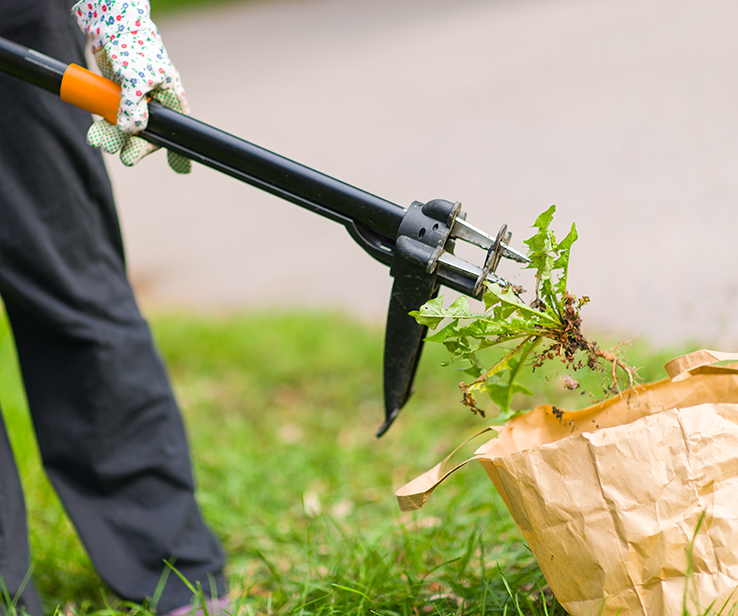 Person using a weed puller