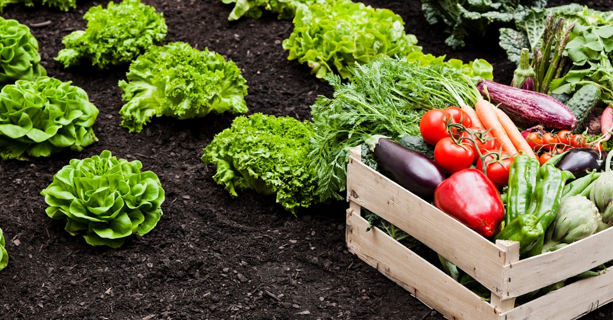 Guide pour réussir son potager de légumes 