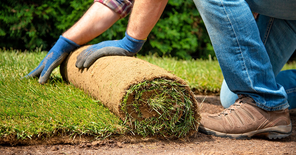 Man laying sod