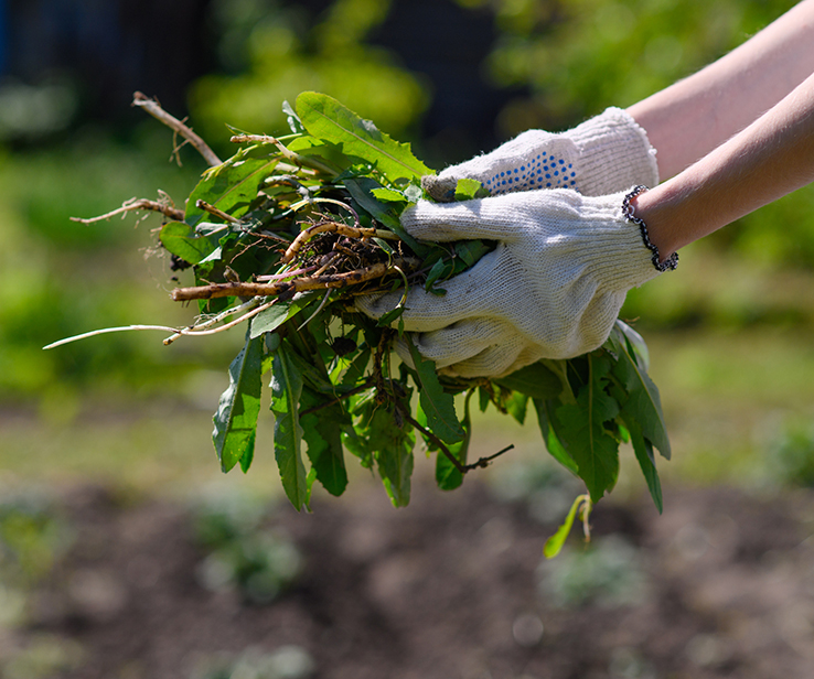 Personne tenant des mauvaises herbes