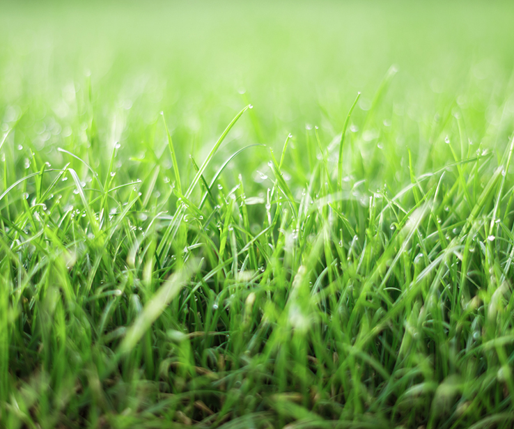 Healthy and lush lawn