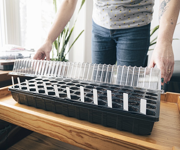 Woman adding a cover onto a mini greenhouse