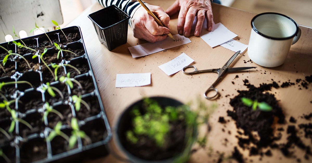 Person starting vegetable seedlings