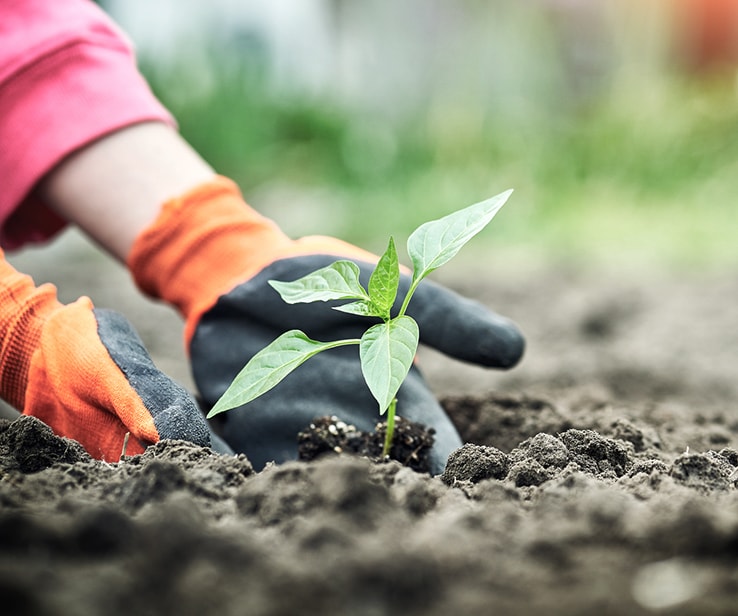 Personne transplantant un piment au jardin