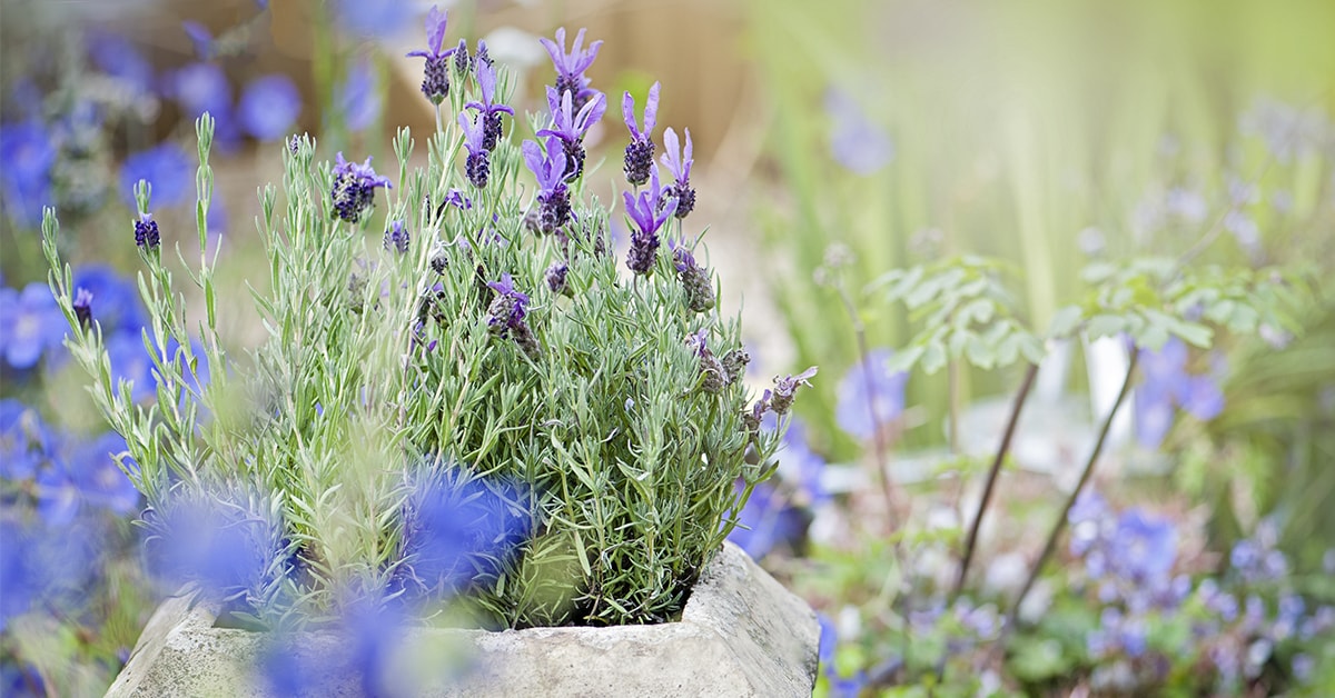 Choisir ses plantes d’extérieur