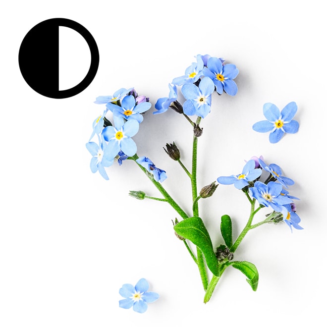 Myosotis