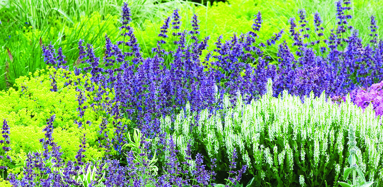 Flower bed with various types of flowers