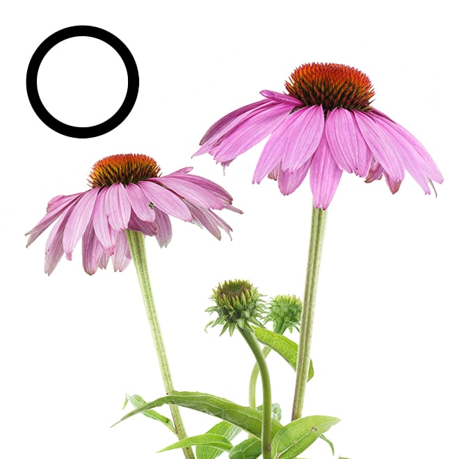 Echinacea plant