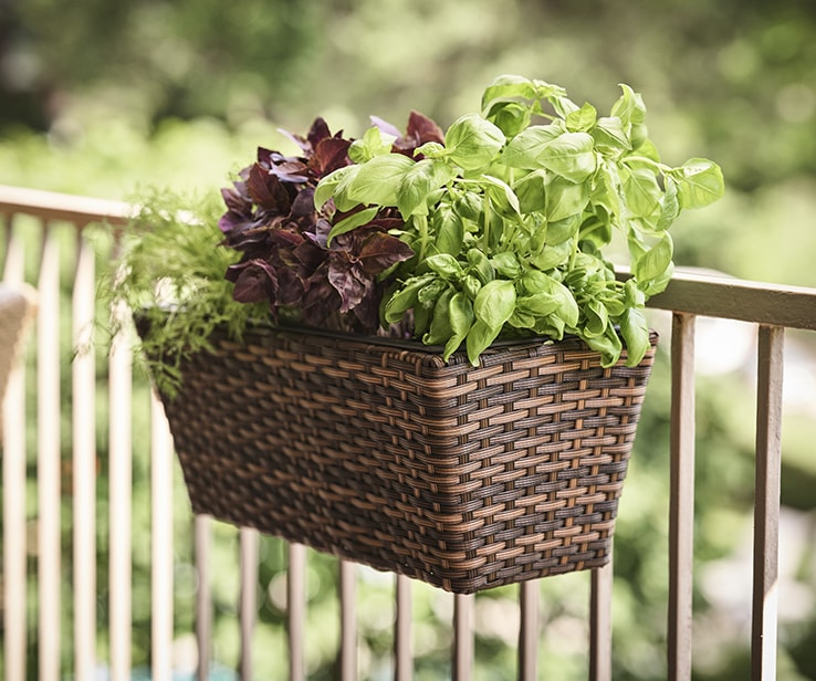 Jardinière remplie de fines herbes