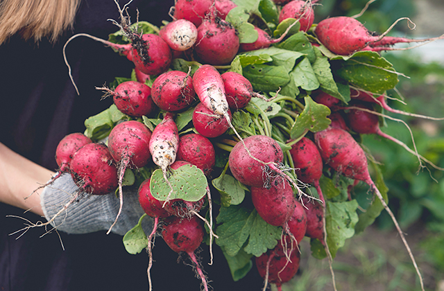 Person holding a bunch of radishes