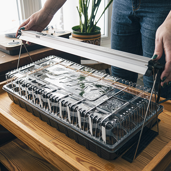 Vegetables seedlings with a grow light