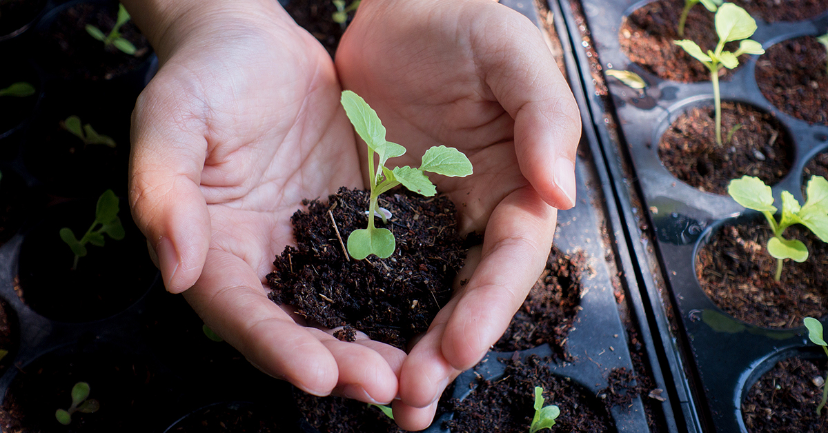 Person with soil and a seedling in their hand 