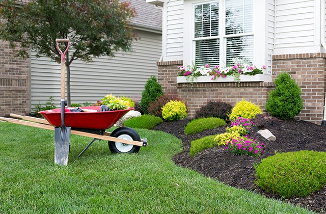 Small shrubs with black mulch