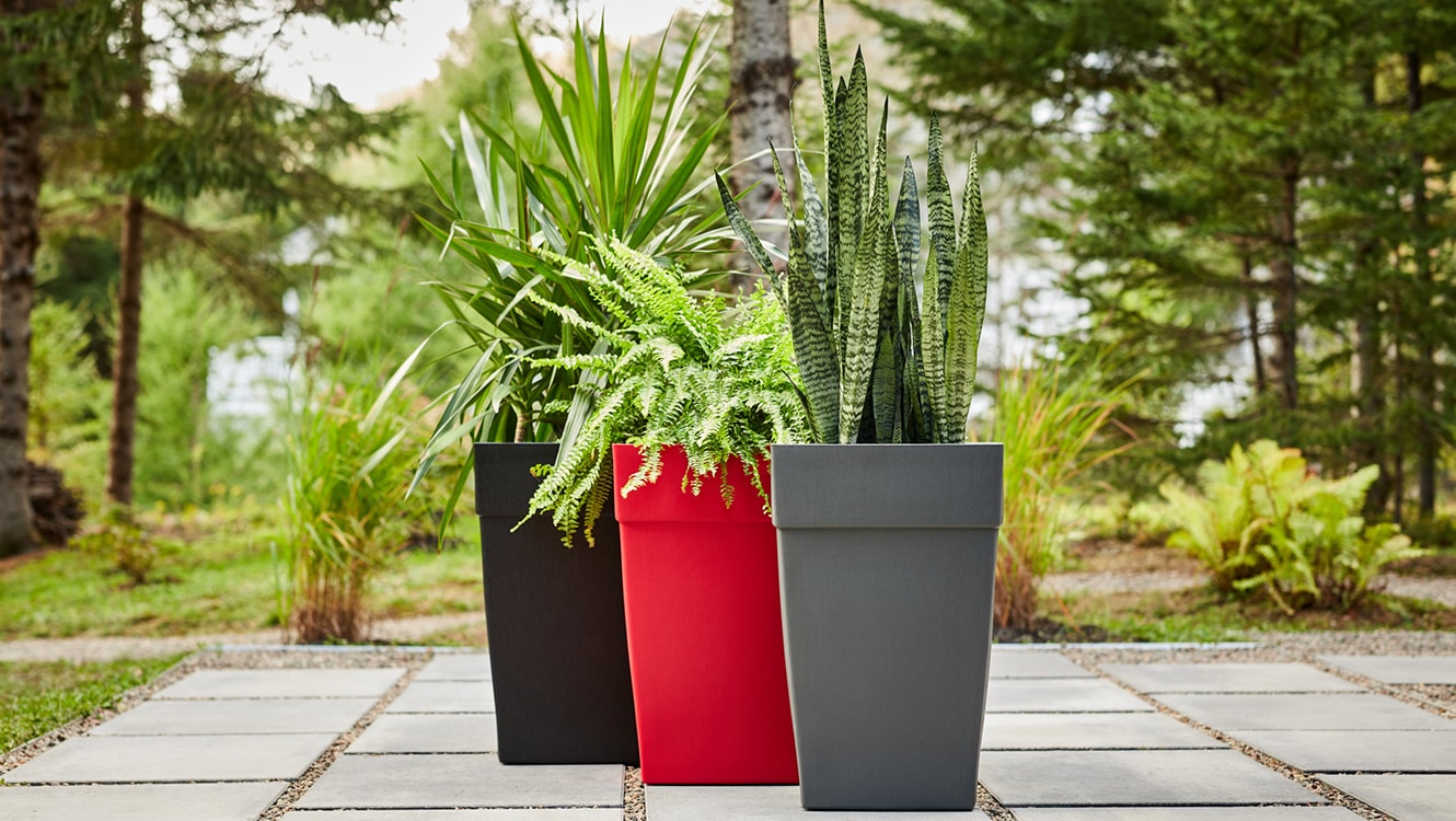 Trois jardinières avec des plantes hautes