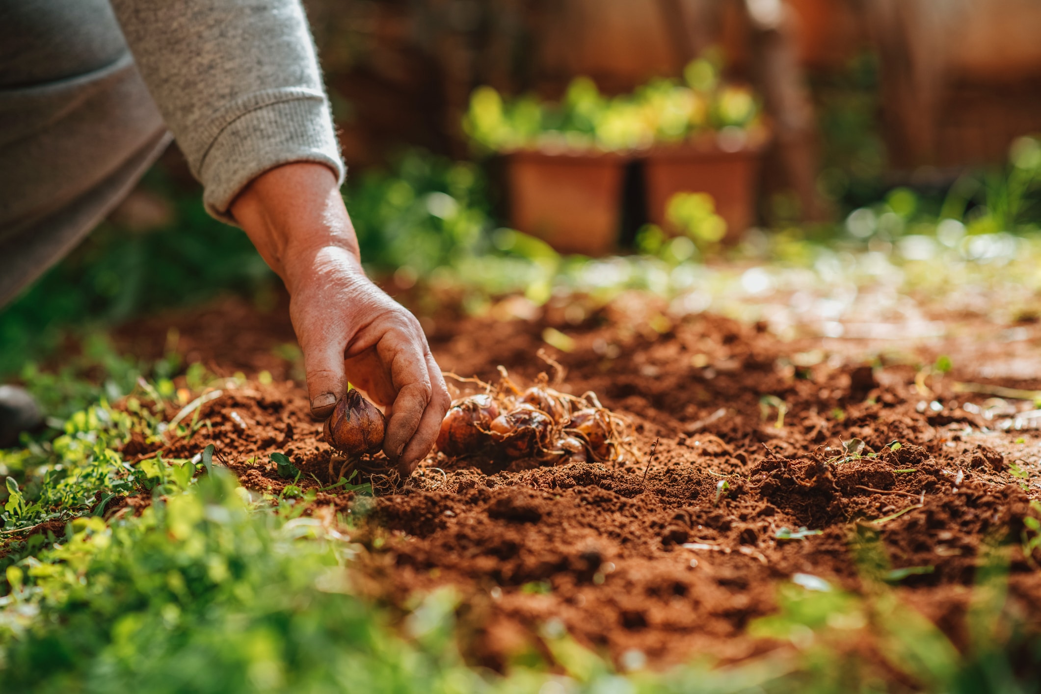 Personne plantant un bulbe de fleur