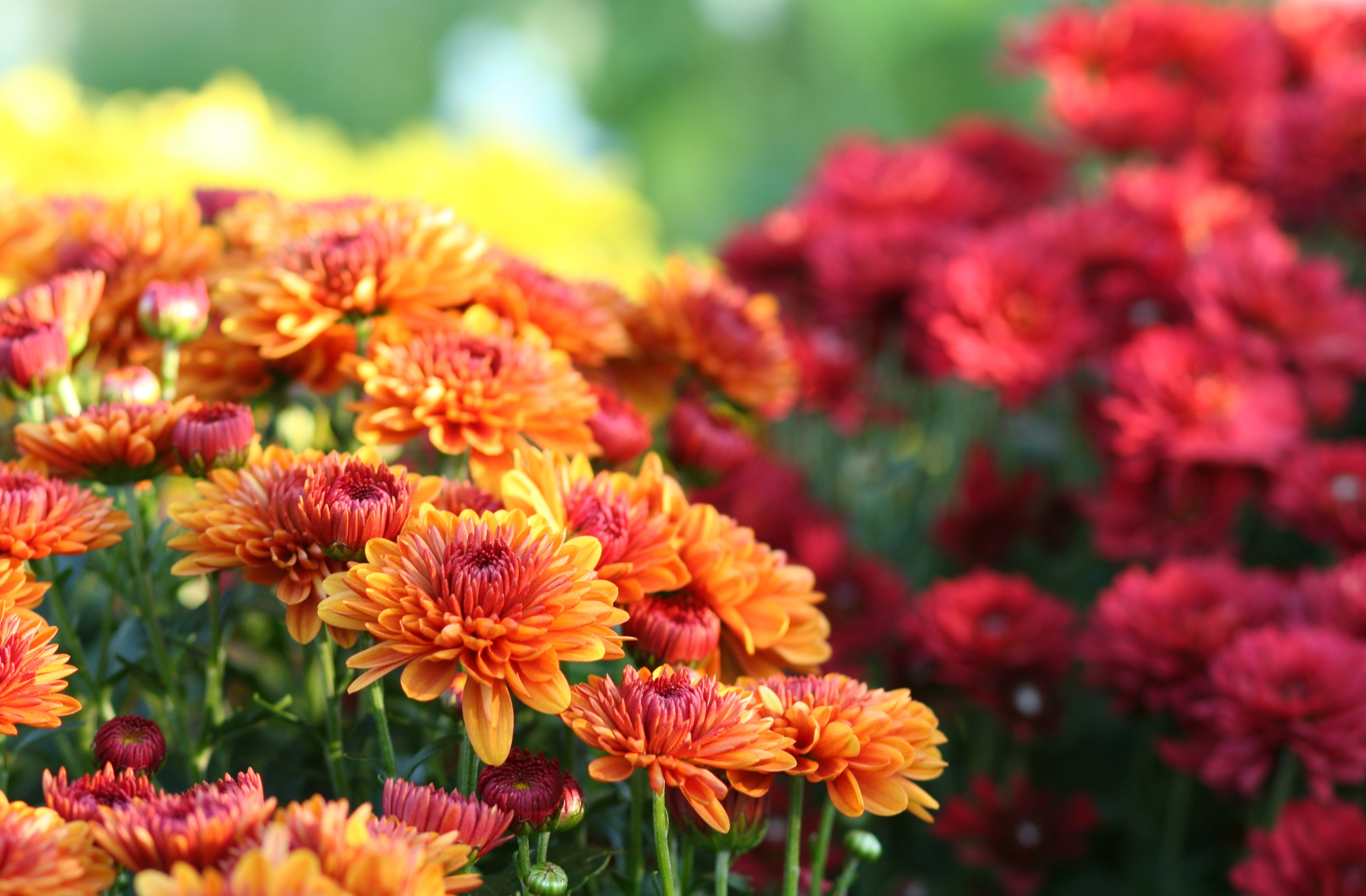 Chrysanthèmes orangés et rouges