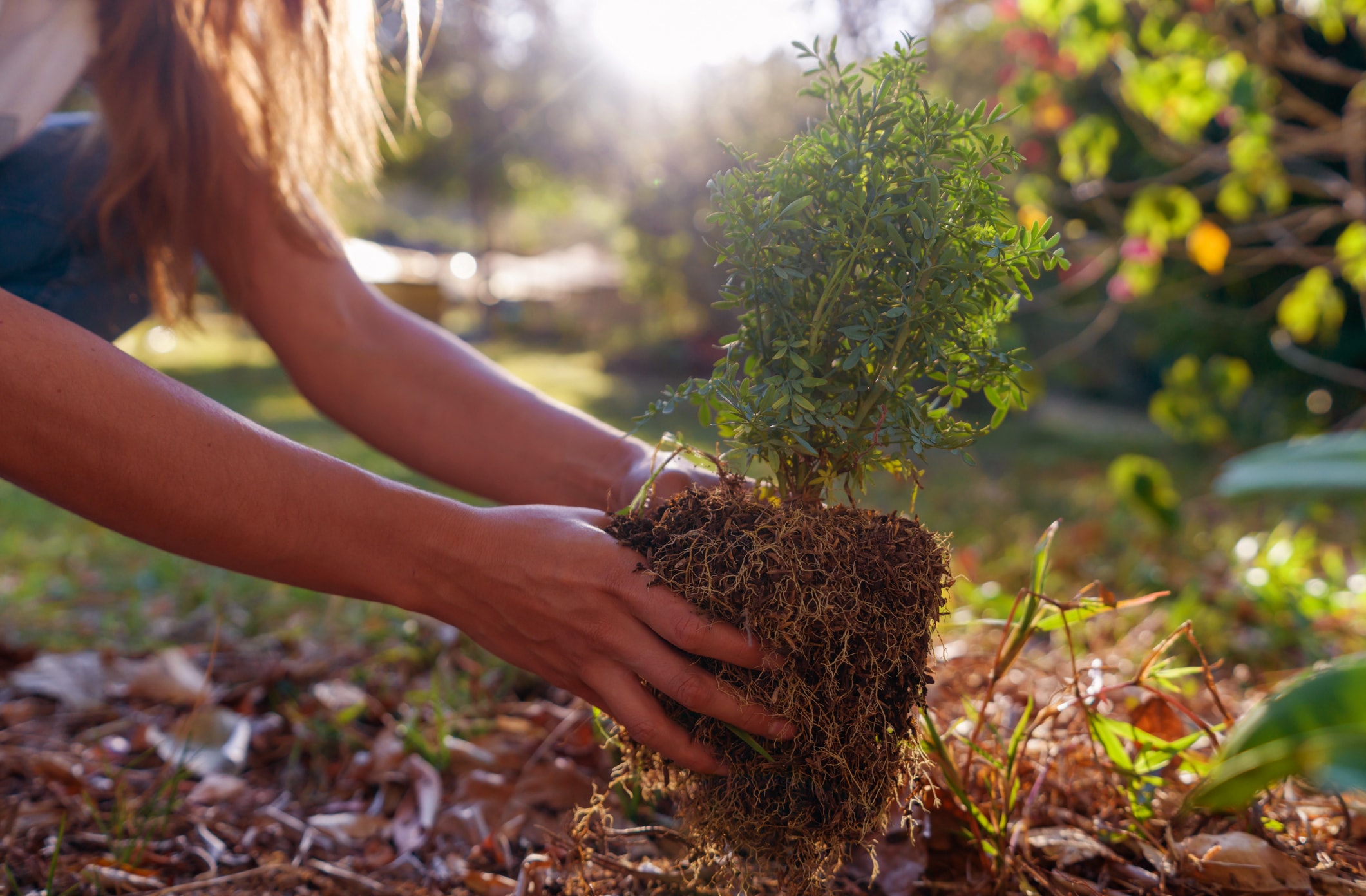 Person planting a small shrub