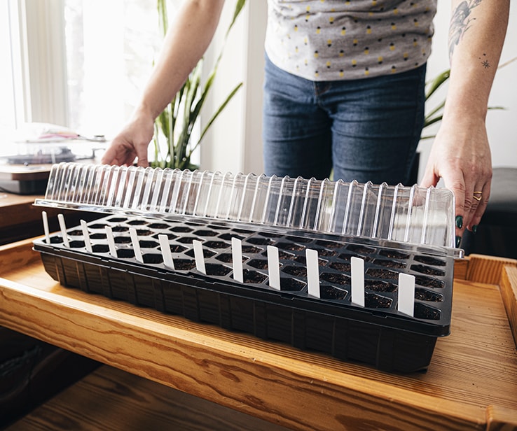 Woman covering a mini greenhouse