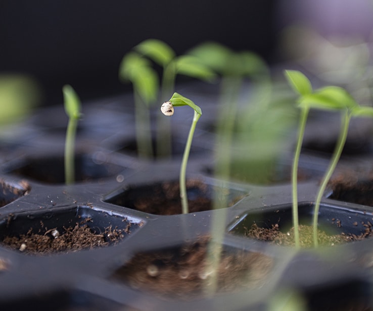 Seedling with its leaves trapped in the seed