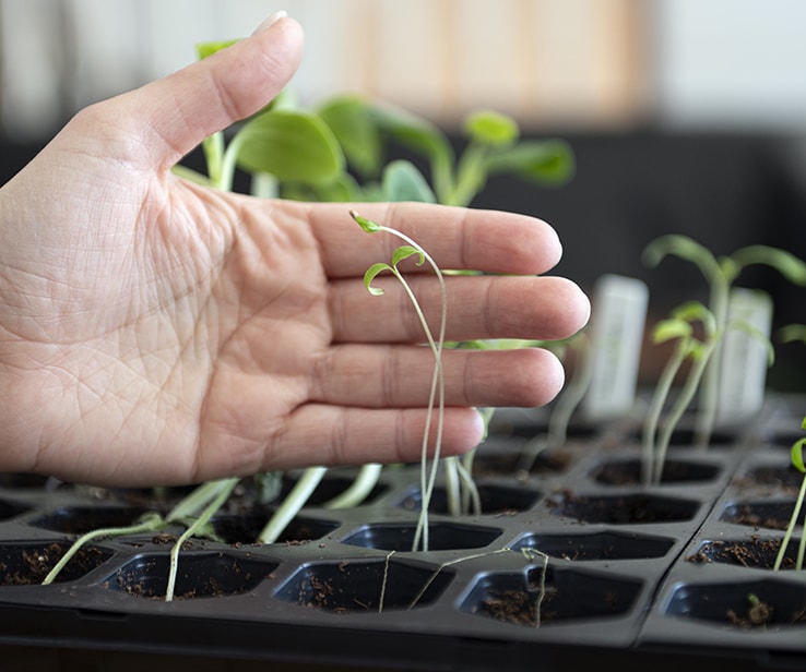 Hand holding tall and weak seedlings