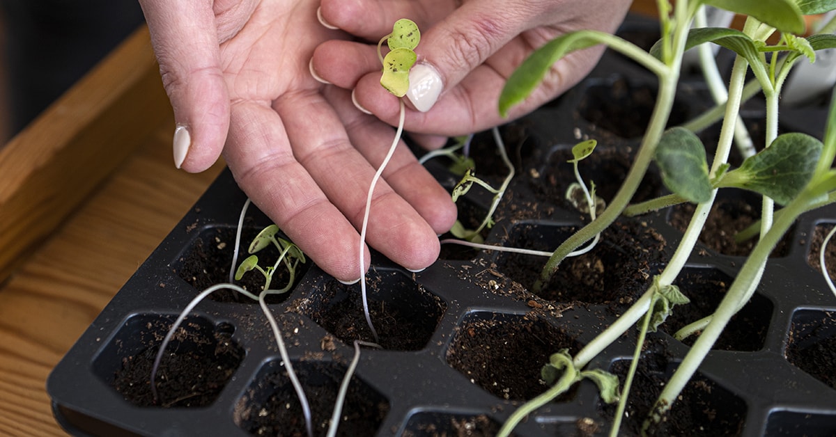 9 Common Problems with Seedlings and How to Solve Them