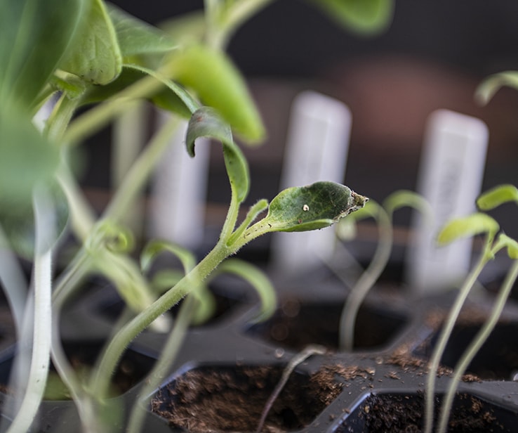 Seedling with wilted, stained leaves