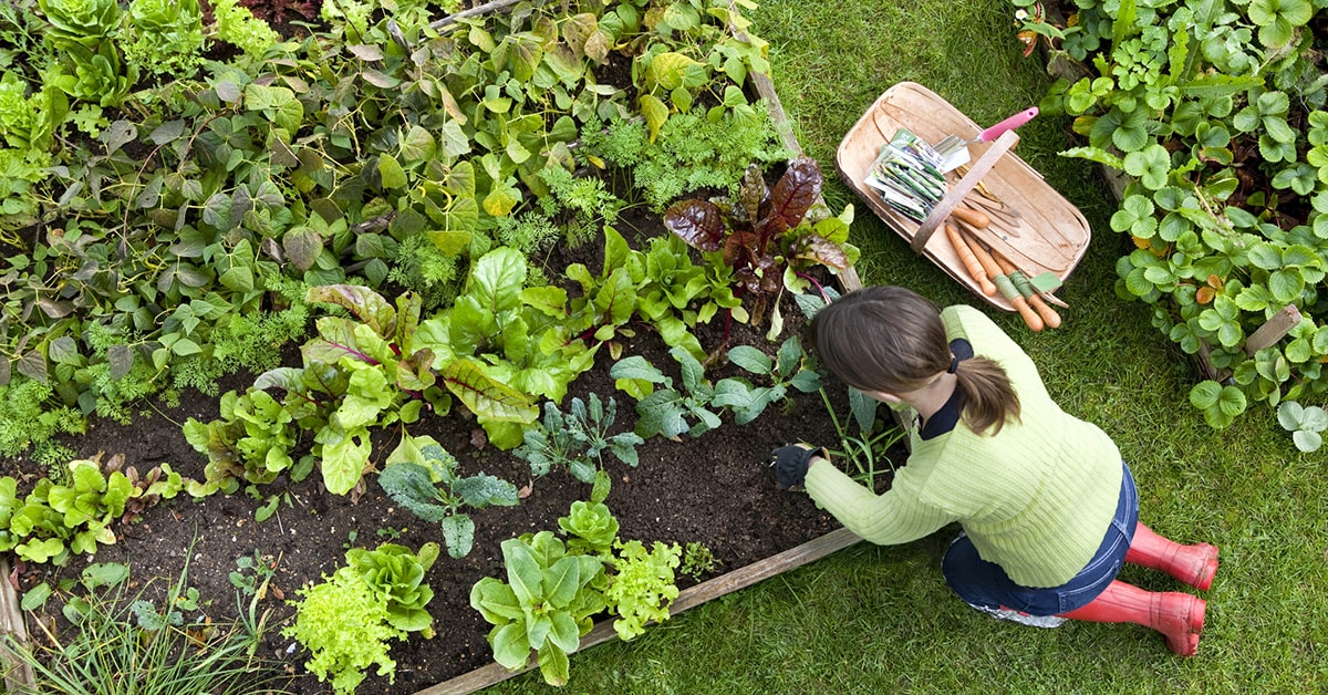 Compagnonnage : quoi planter dans son jardin