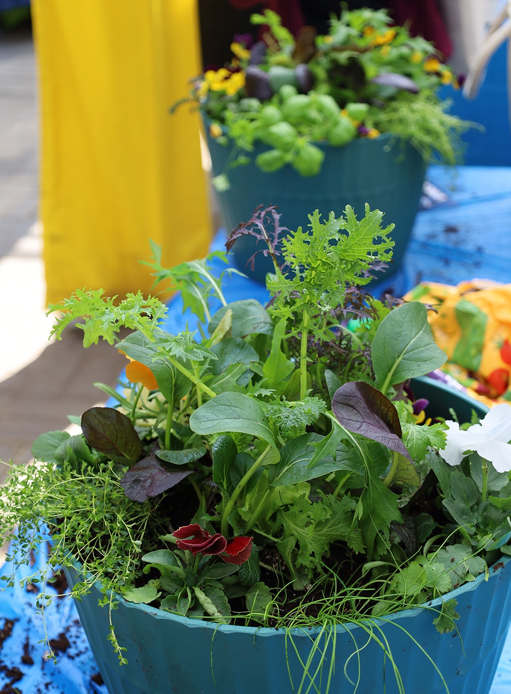 Jardinière comestible