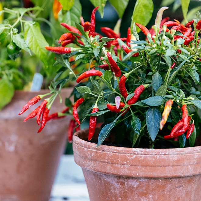 Piments forts dans une jardinière