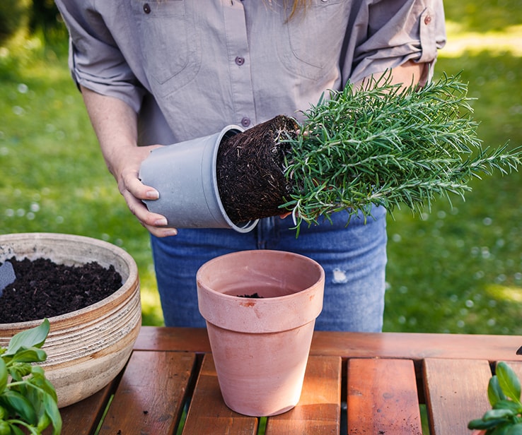 Femme sortant une plante d’un contenant en plastique