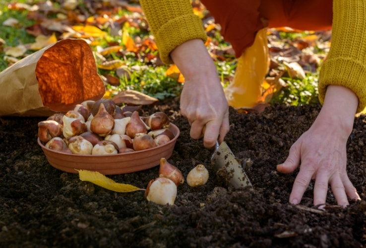 Person planting flower bulbs