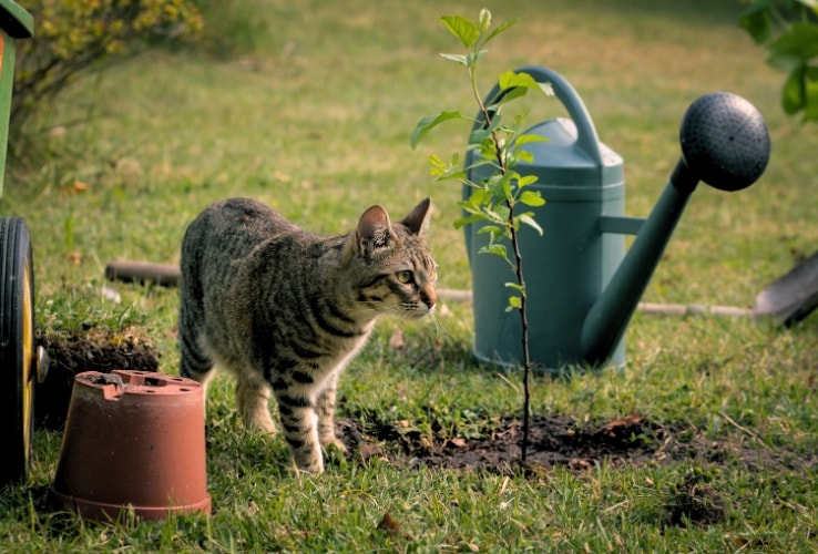 Petit arbre récemment planté