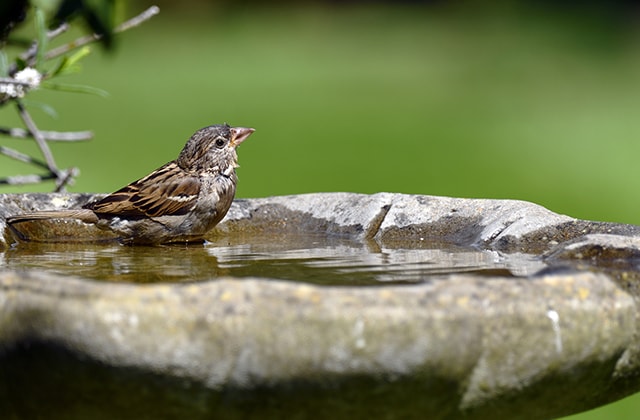 Bird on a birdbath