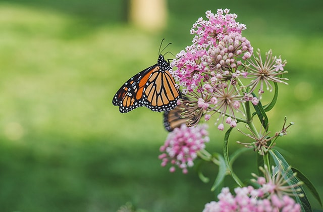 Monarch butterfly on pink milkweed