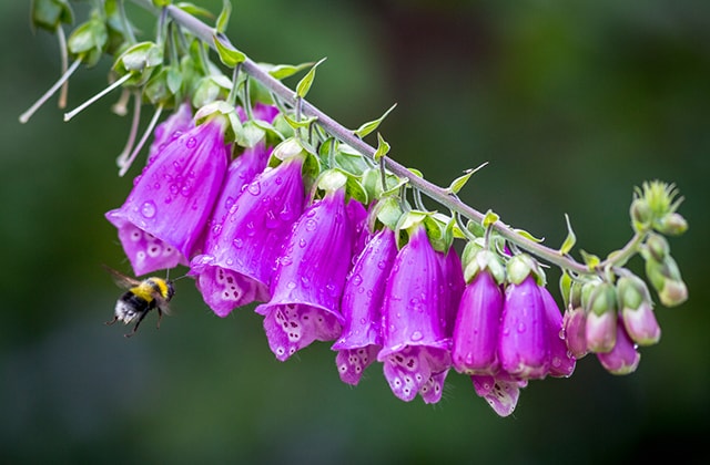 Abeille en train de butiner dans une fleur mauve