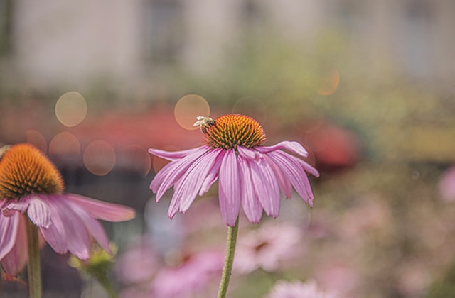 Abeille sur une fleur d’échinacée rose-mauve