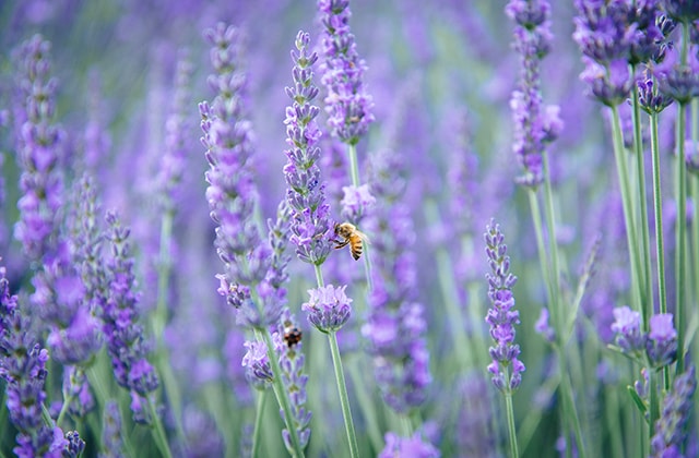 Champ de lavande avec une abeille