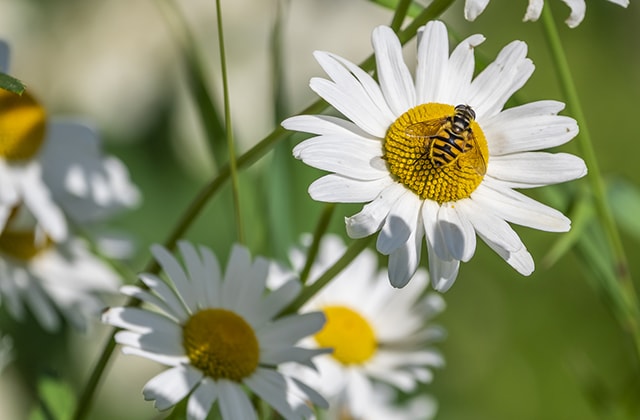 Abeille butinant dans une marguerite