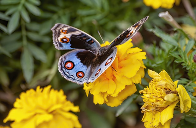 Butterfly on a yellow marigold