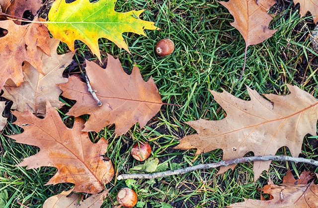 Grass covered with oak leaves and acorns