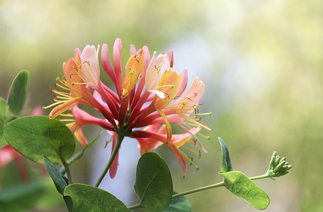 Pink honeysuckle flower