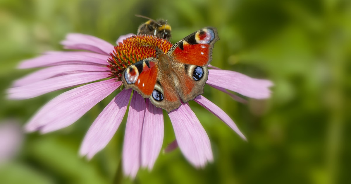 10 plantes et fleurs qui attirent les oiseaux et pollinisateurs