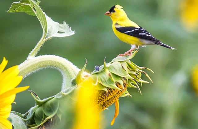 Tournesols avec un oiseau jaune