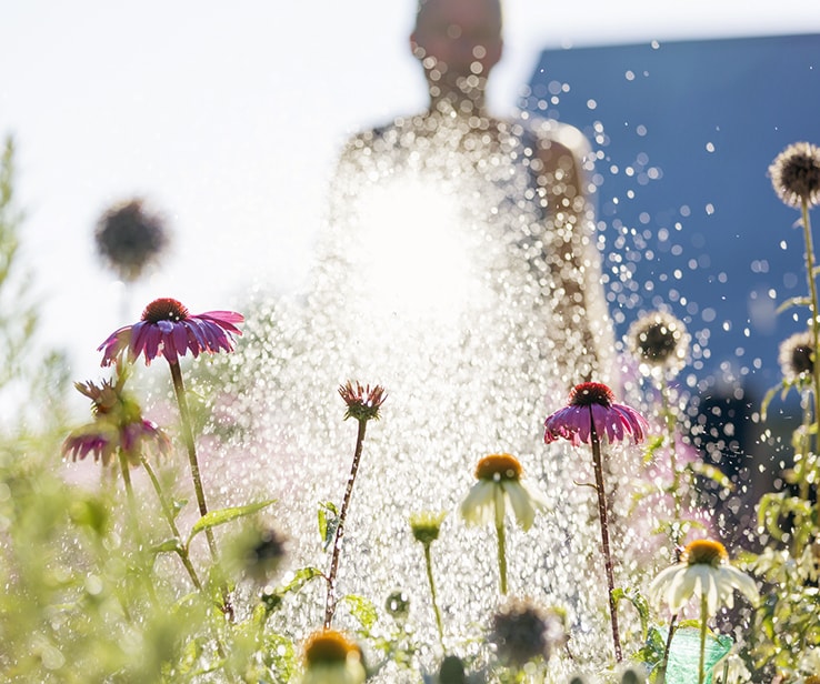 Personne arrosant des fleurs