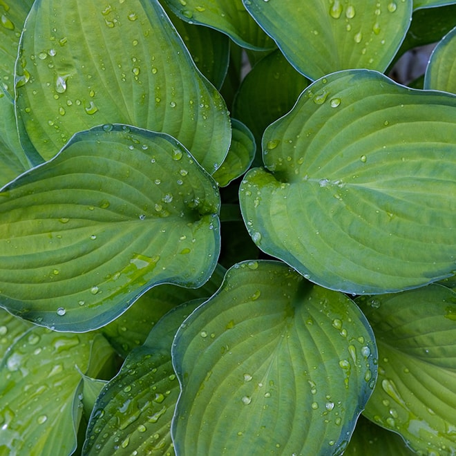 Hostas