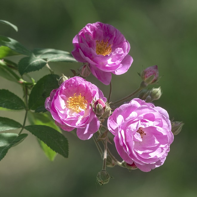 Rosier sauvage rose