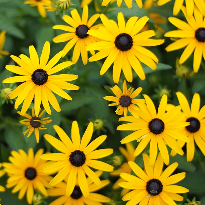 Rudbeckias jaunes